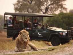 Safari opportunities for breathtaking wild life experiences