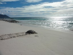 Ein Schildkröten- Weibchen kehrt nach der Eiablage am Strand von North - Island ins Meer zurück