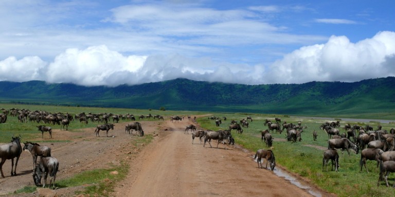 Ngorongoro crater - Discover the Ngorongoro Crater with its incredible variety of animals.