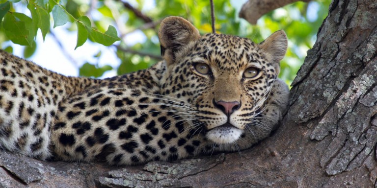 Game Drives - Discover the most spectacular animals