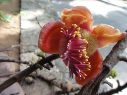 Der Kanonenkugelbaum (Cannonball Tree, Couroupita guianensis) kann direkt im Hilton Northome Resort bestaunt werden. - Kanonenkugelbaum (Cannonball Tree, Couroupita guianensis)

Eine imposante Erscheinung ist der Kanonenkugelbaum, der eine Wuchshöhe von bis zu 35 Meter erreichen kann. Seine Blätter sind länglich-elliptisch geformt und sie können acht bis 30 Zentimeter lang werden. Es soll mitunter auch bis zu 60 Zentimeter lange Blätter geben. An den Enden alter Äste oder direkt am Stamm des Baumes bilden sich die Blütenstände. Dunkelrot sind die Blüten gefärbt, sie sind einige Zentimeter groß. Wie die Baumart zu ihrem Namen gekommen ist, wird deutlich, wenn man die Früchte betrachtet: Sie sind groß und rund - damit erinnern sie an Kanonenkugeln. Ihr Gewicht kann bis zu sieben Kilogramm betragen. Ursprünglich ist der Kanonenkugelbaum im nördlichen Südamerika und in Mittelamerika heimisch.