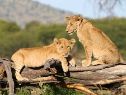 Serengeti National Park - Looking out for the BIG 5 in the huge areas of the national parks.