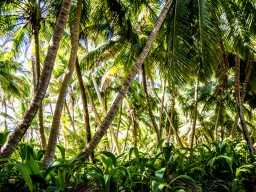 Unberührte Natur erleben auf Alphonse Island