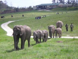 Knysna Elephant Park - Get in close contact with these friendly big animals.