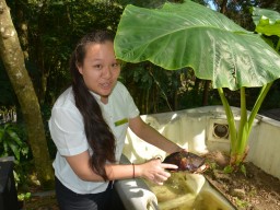 Banyan Tree Resort Tierschutz - Chichi das Schildkröten Baby wird durch das Resort betreut